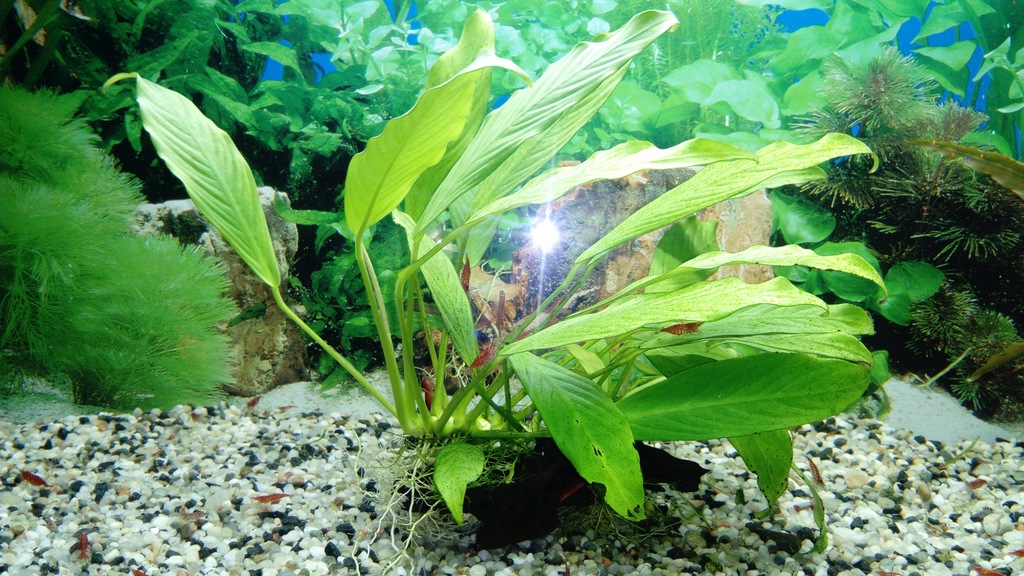 Anubias na Korzeniu Tonącym 30x30 XXL 30 listków!