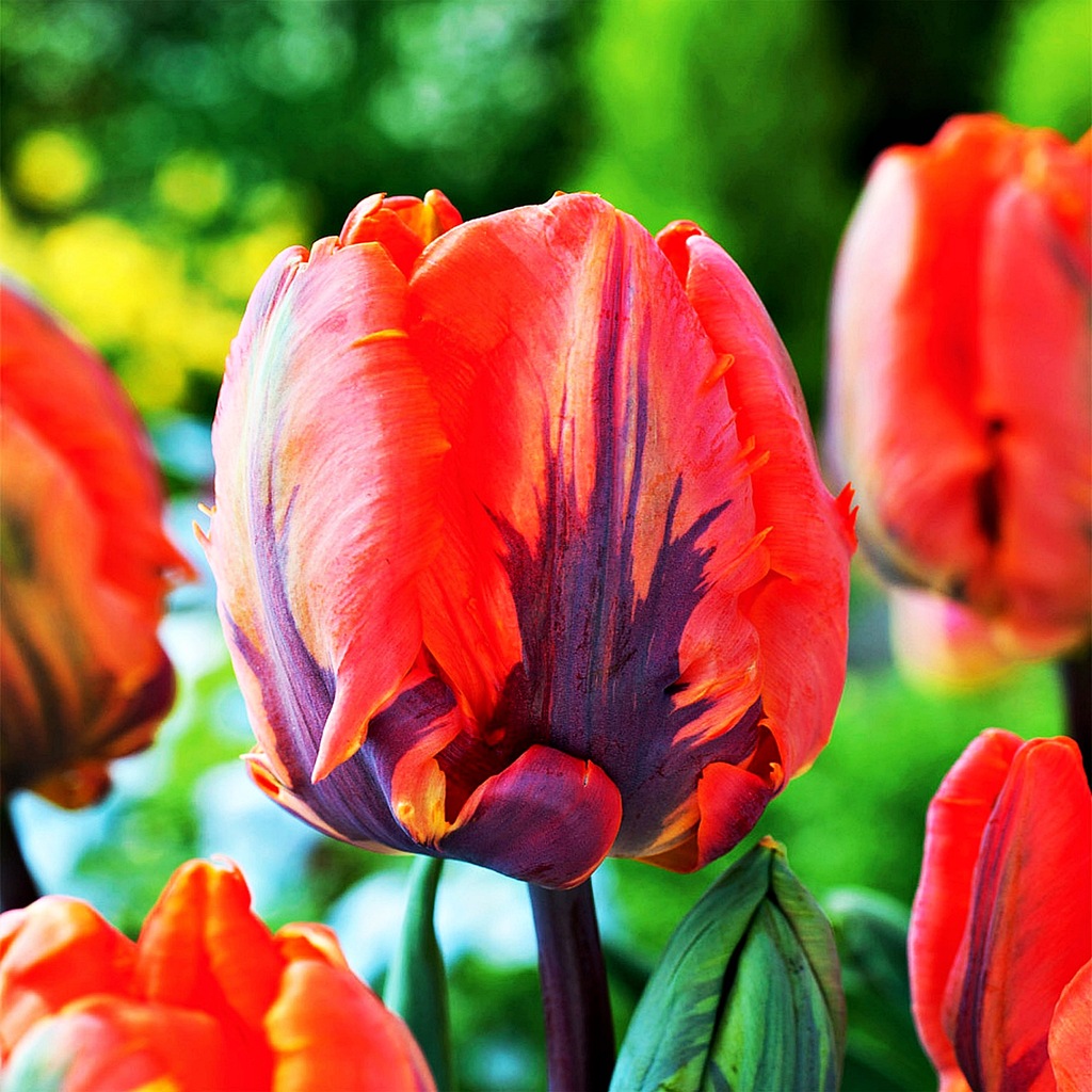 Tulipan Papuzi Irene Parrot 5 szt cebulki Tulipany