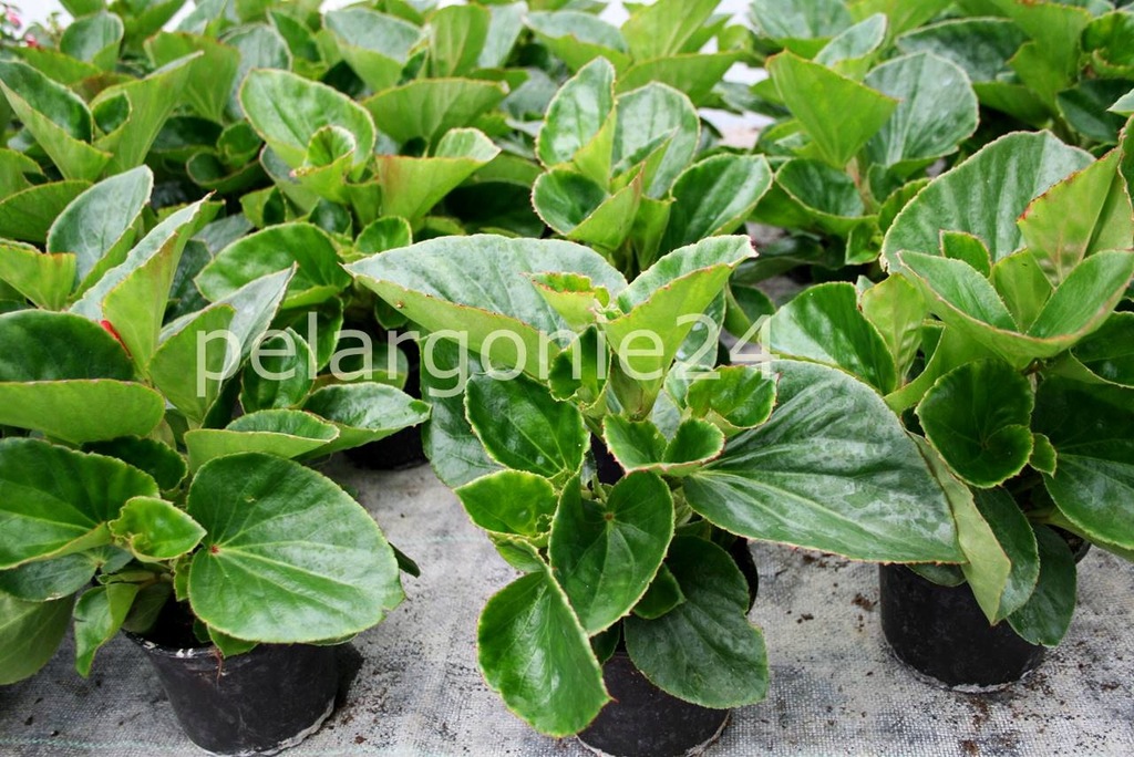 Bardzo Szybko Rosnąca Roślina Tropikalna Begonia szybko rosnąca DRAGON na słońce _07_drag - 8018005014