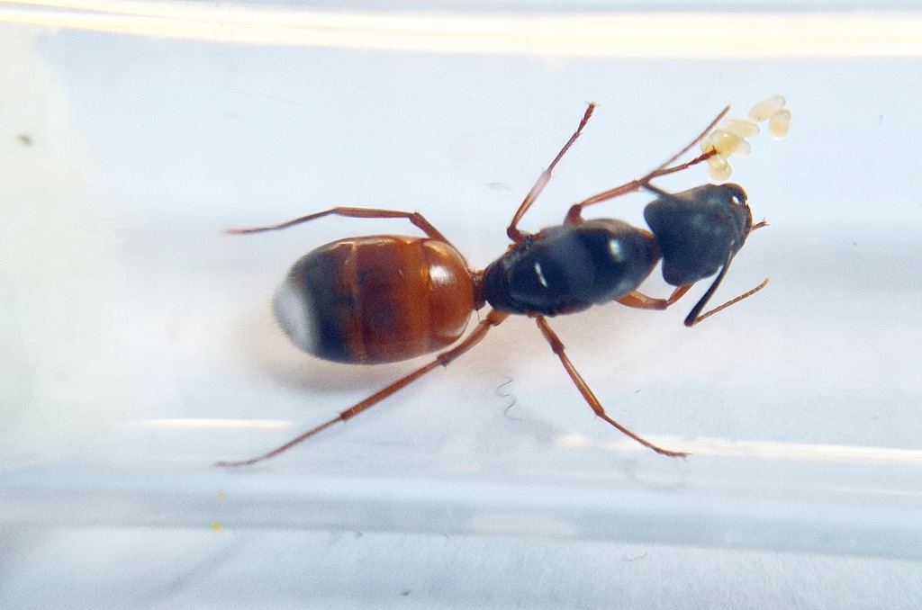 Camponotus sansabeanus Królowa+1-4 w. do Hodowli