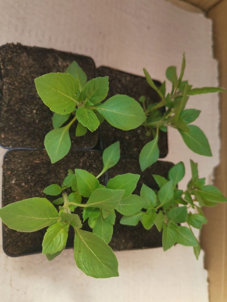 Święta Bazylia (Ocimum Sanctum) Tulsi SADZONKA