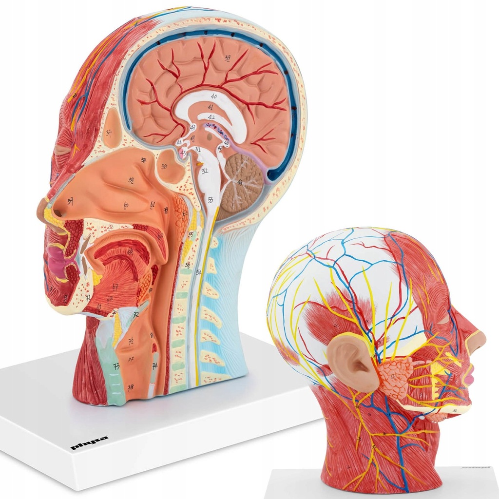 Model anatomiczny 3D głowy i szyi człowieka skala