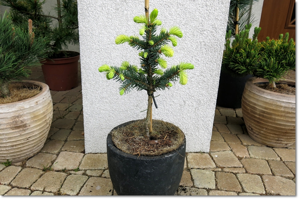 Picea pungens 'Gebelle's Golden Spring' - Unikat