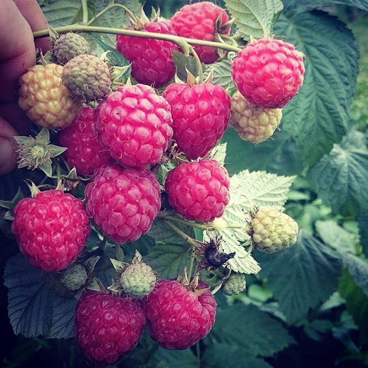 Sadzonki malin MALINY letnie, bezkolcowe - 10 szt.