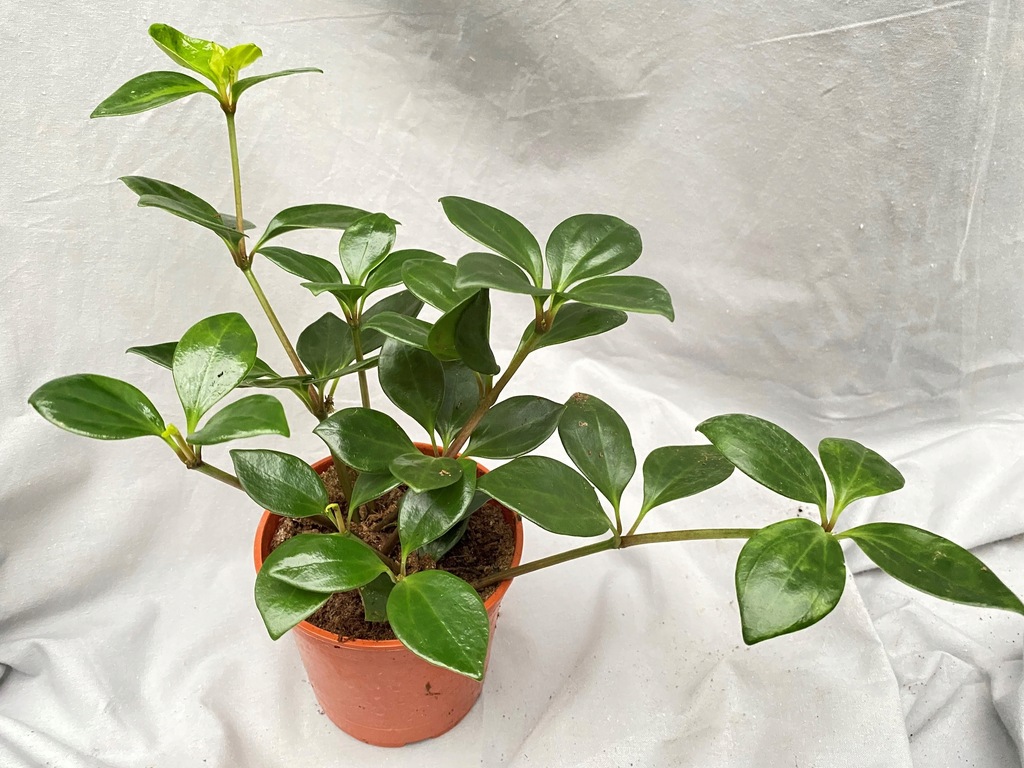 PEPEROMIA PERESKIIFOLIA