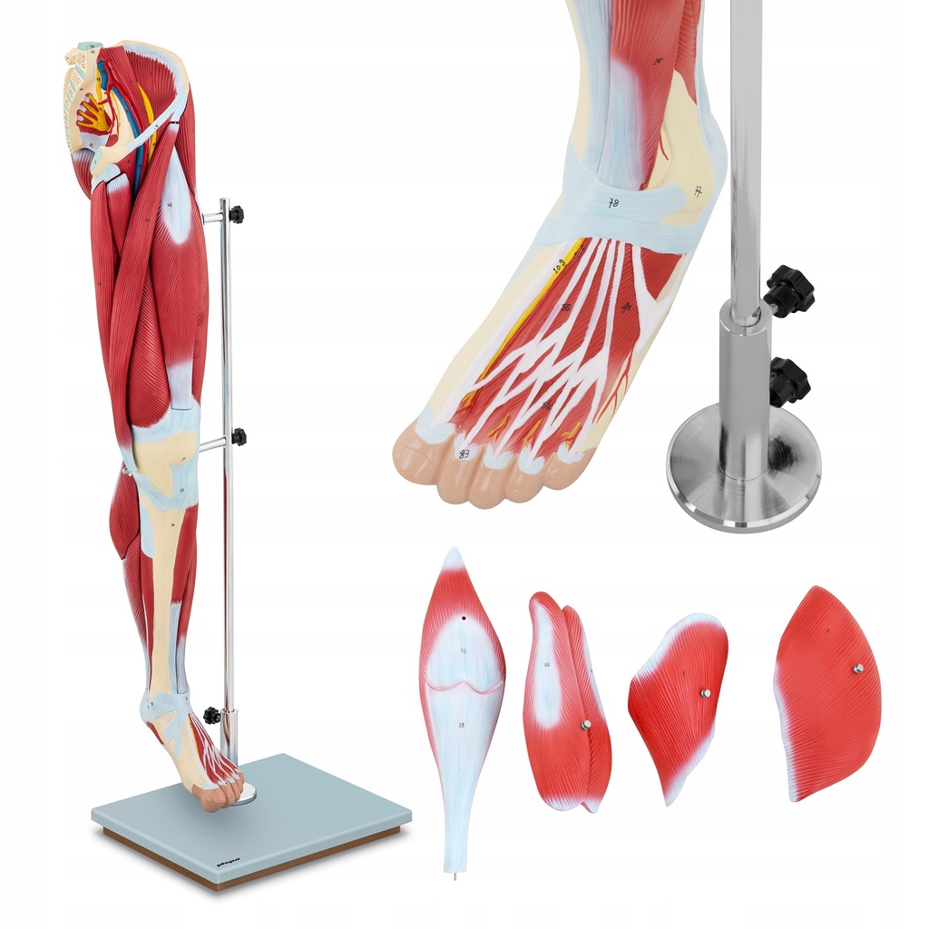 Model anatomiczny ludzkiej nogi Physa PHY-LM-4