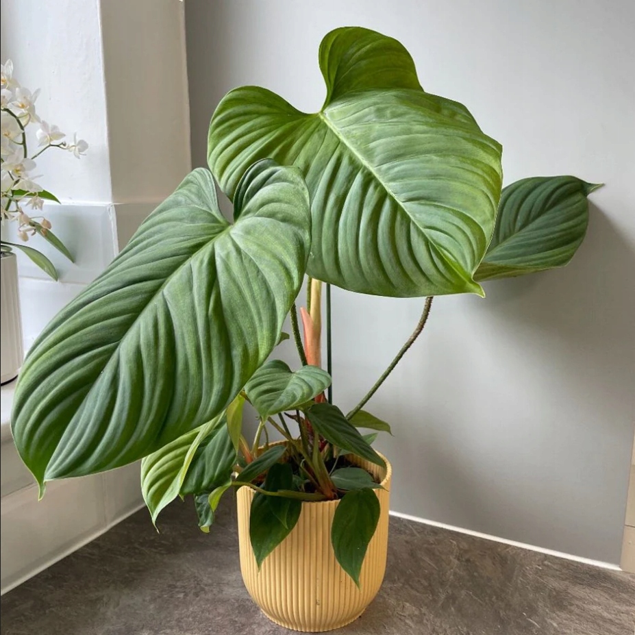 Philodendron Fuzzy petiole Filodendron XXL