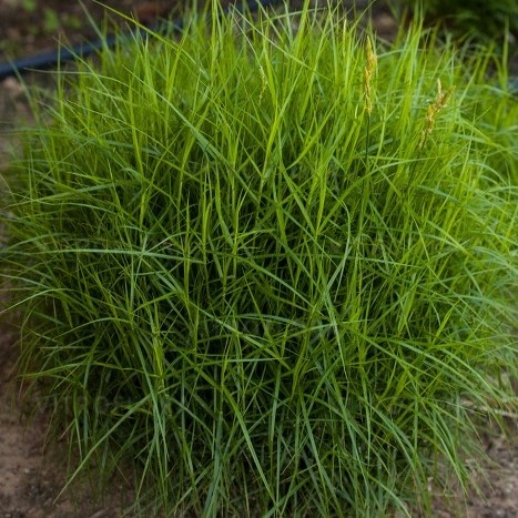 Turzyca palmowa 'Little Midge'(Carex muskigumensis