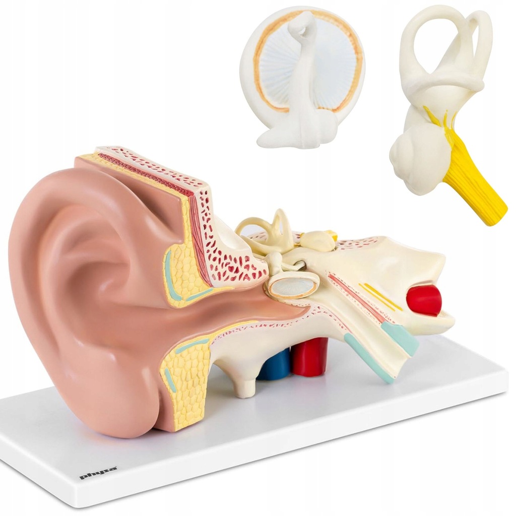 Model anatomiczny 3D ucha człowieka z wyjmowanymi