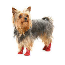 profilowane buty dla psa