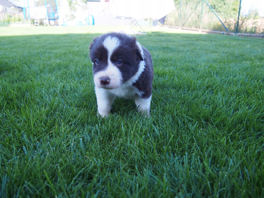 gotowa do odbioru - INKA, Border Collie, rodowód
