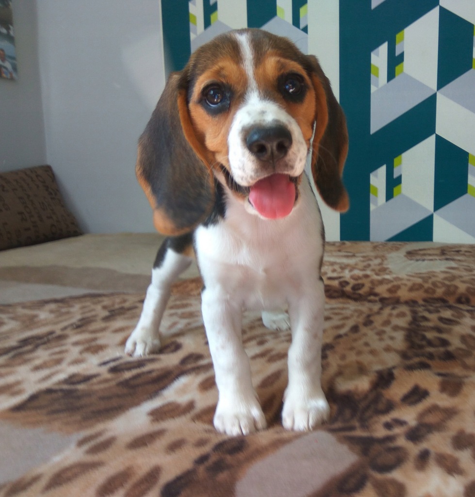 Piękne Beagle!