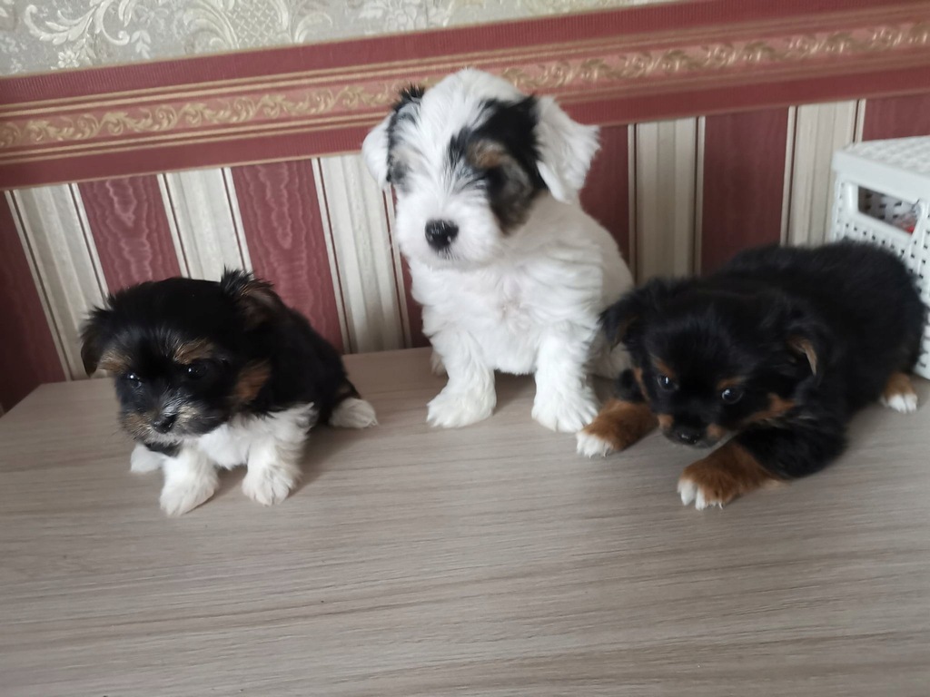 Yorkshire terrier biewer rodowow zaszczepione york