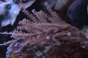 koralowiec pseudogorgonia