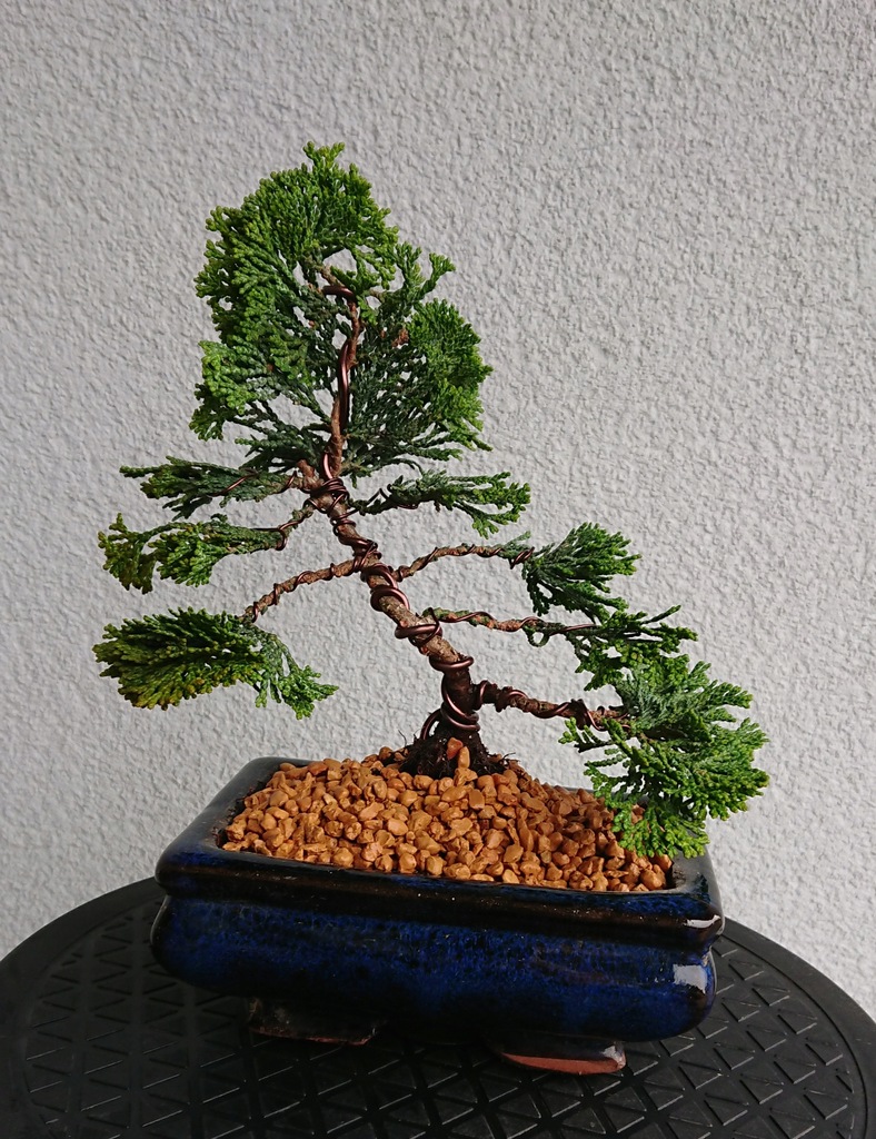 Drzewko bonsai cyprys japoński