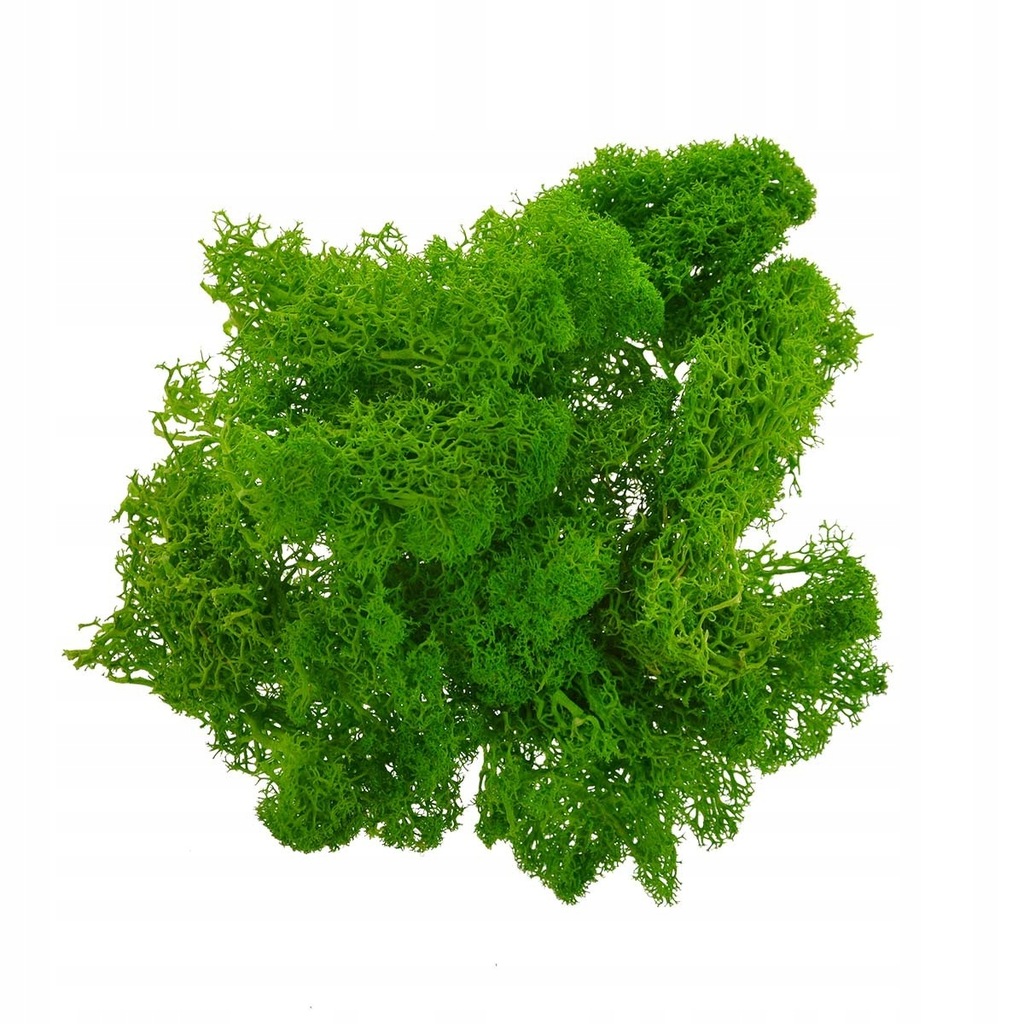 MECH DEKORACYJNY zielony chrobotek ozdobny