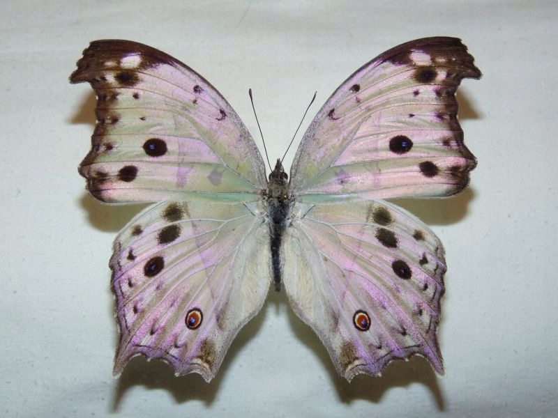 Motyl Salamis parhassus samiec ŁADNA JAKOŚĆ !!