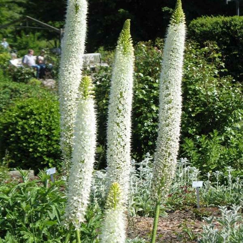 Pustynnik olbrzymi Eremurus HIMALAJSKI + GRATIS*LG