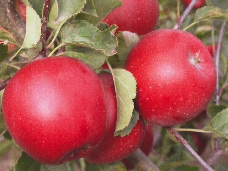 Jabłoń karłowata Alwa- gat. I