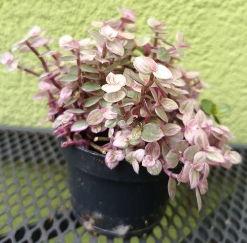 TRZYKROTKA CALLISIA DROBNA VARIEGATA SMUŻYNA