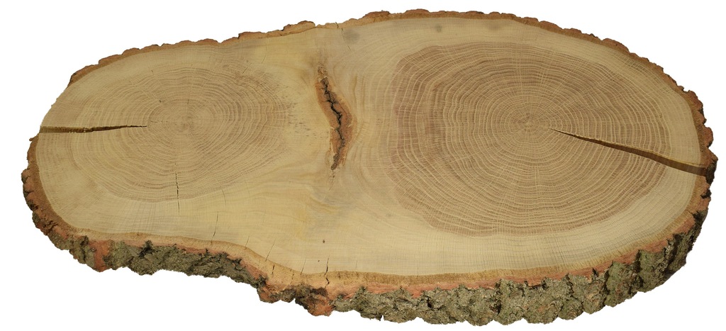 Krążki drewna, plaster drewna 37-64 cm DĄB HIT