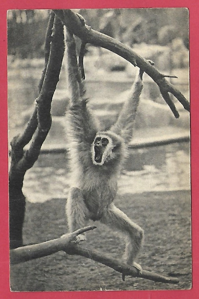 Małpa małpy zoo ogród zoologiczny pocztówka złamana