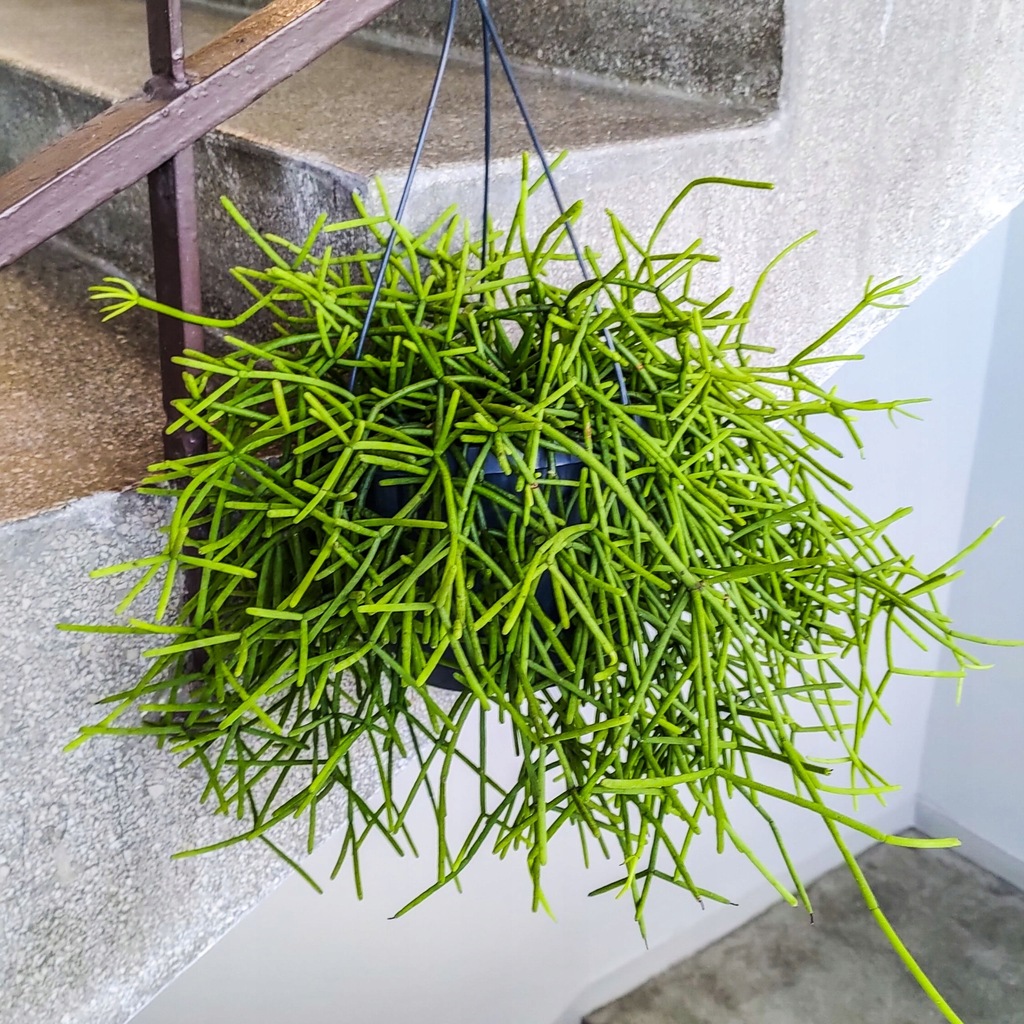 GIGANT PATYCZAK Rhipsalis heteroclada – wiszący sukulent, rzadko podlewamy