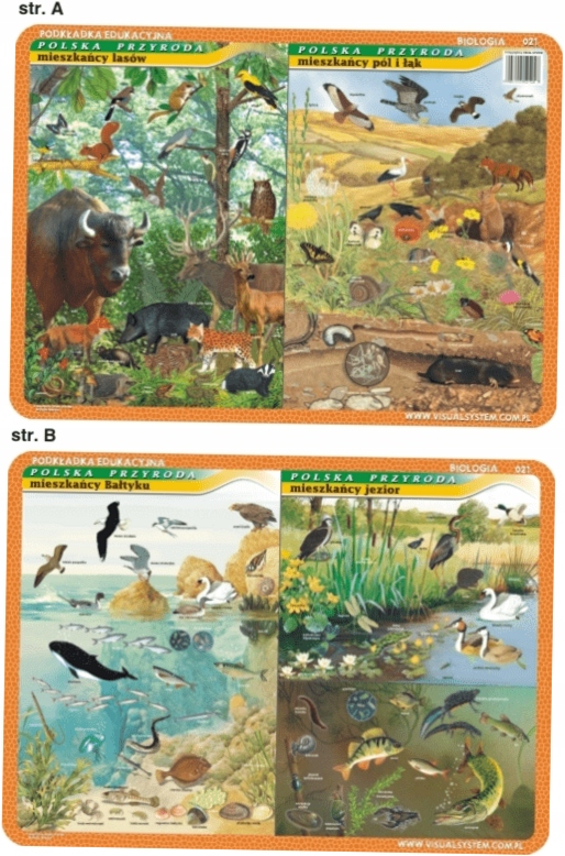 Podkładka edukacyjna Mieszkańcy Bałtyku, jezior,