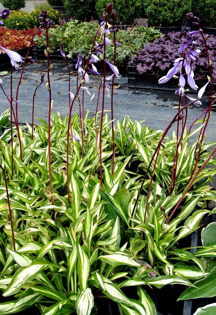 Funkia Cherry Berry. Hosta Cherry Berry +GRATIS 8441510986