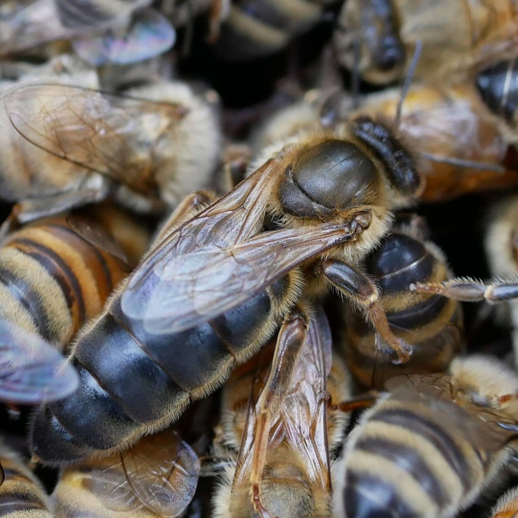 Matki Pszczele Kaukaskie . Czerwiąca unasienniona 13817654566