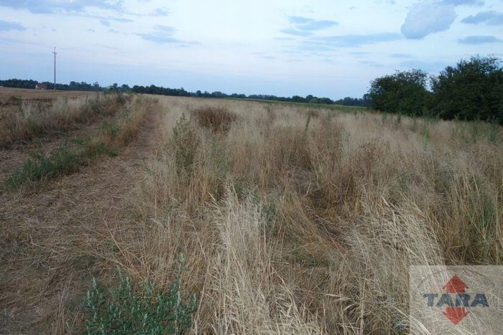 Działka Rogowo, żniński, 5100,00 m²