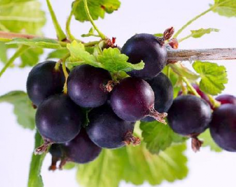 ешта что это за ягода. смородина йошта. йошта. смородина-крыжовник йошта. йошта кустарник.