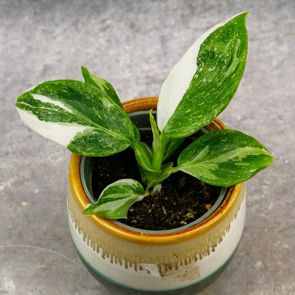 Philodendron White Whizard BIAŁY CZARODZIEJ D6Øcm