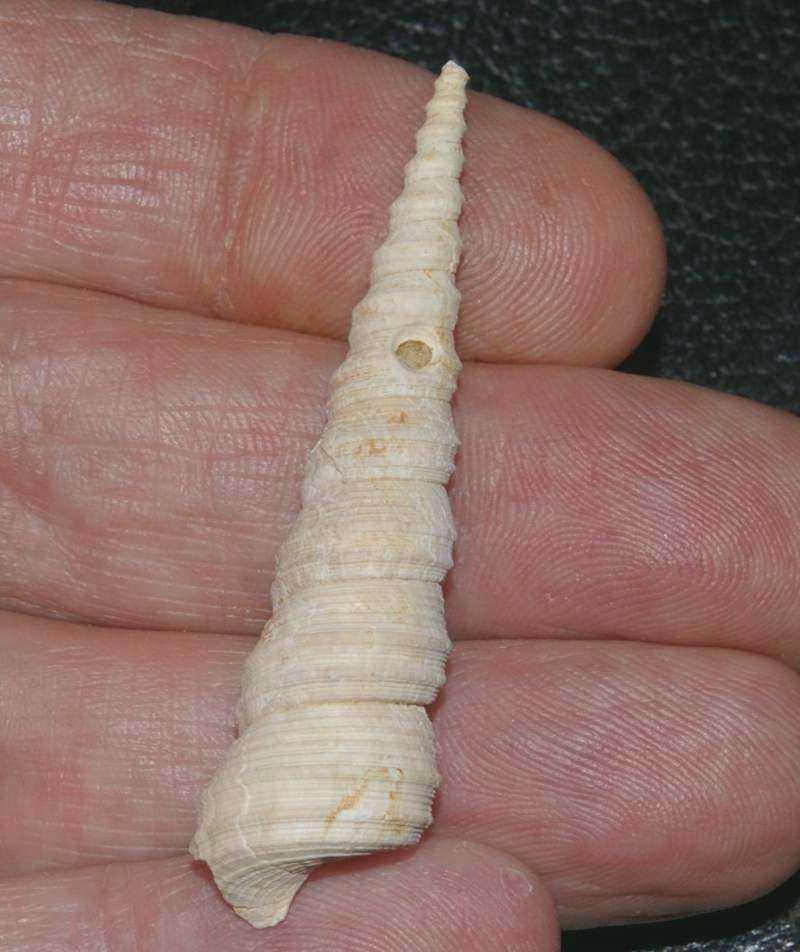 Turritella subarchimedis - Skamieniała muszla