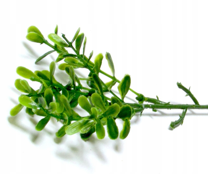 Gałązka bukszpanu zielona Borówka do koszyczka