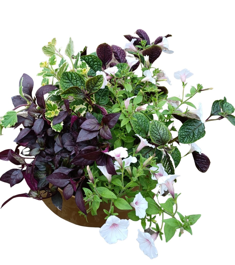 Kompozycja Supertunia Vista Komarzyca Alternanther
