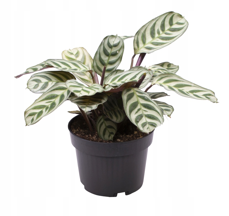 Maranta Leuconeura, doniczka 6 cm