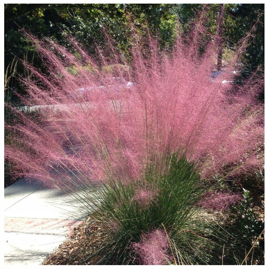 Muhlenbergia capillaris Przyostnia włosowata różowa wata cukrowa