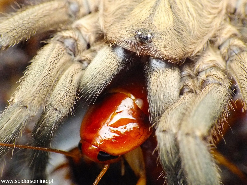 Chaetopelma olivaceum 1DC (2cm) | SpidersOnline