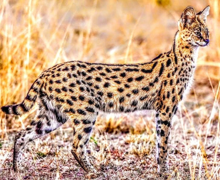 Sprzedam Serwala ,Leptailurus Serval