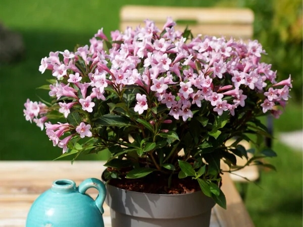 Krzewuszka cudowna PINK POPPET Plangen Miniaturowa Do pojemników Balkon C2