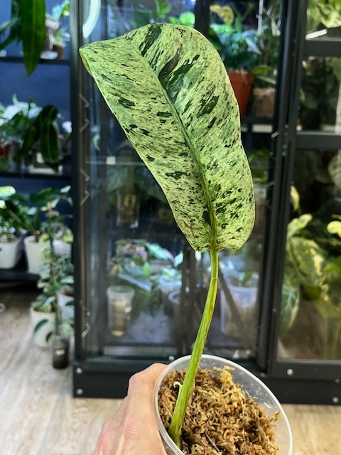 Epipremnum giganteum marble variegata