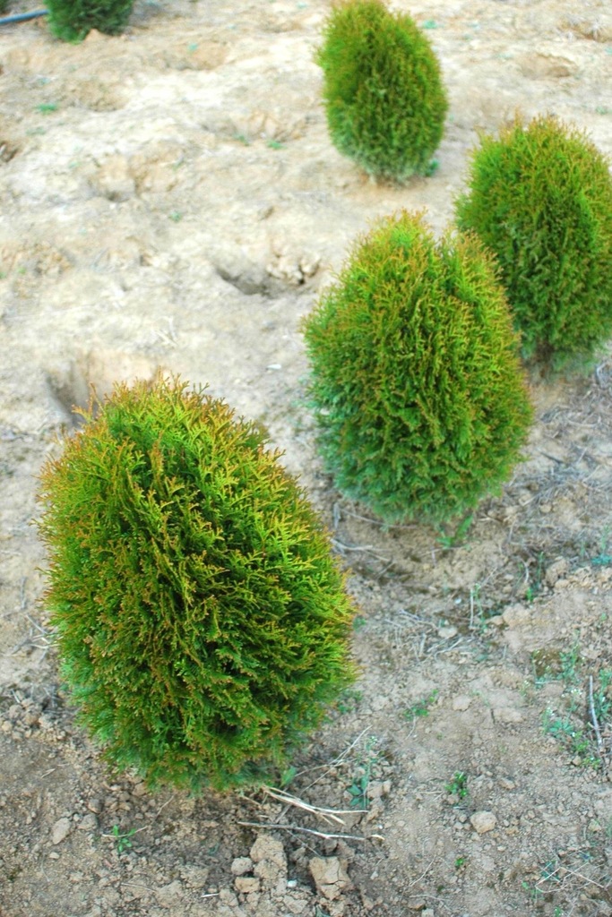 Купить Туя туя GREEN EGG LUICY GREEN В ГОРШКЕ: отзывы, фото и ...