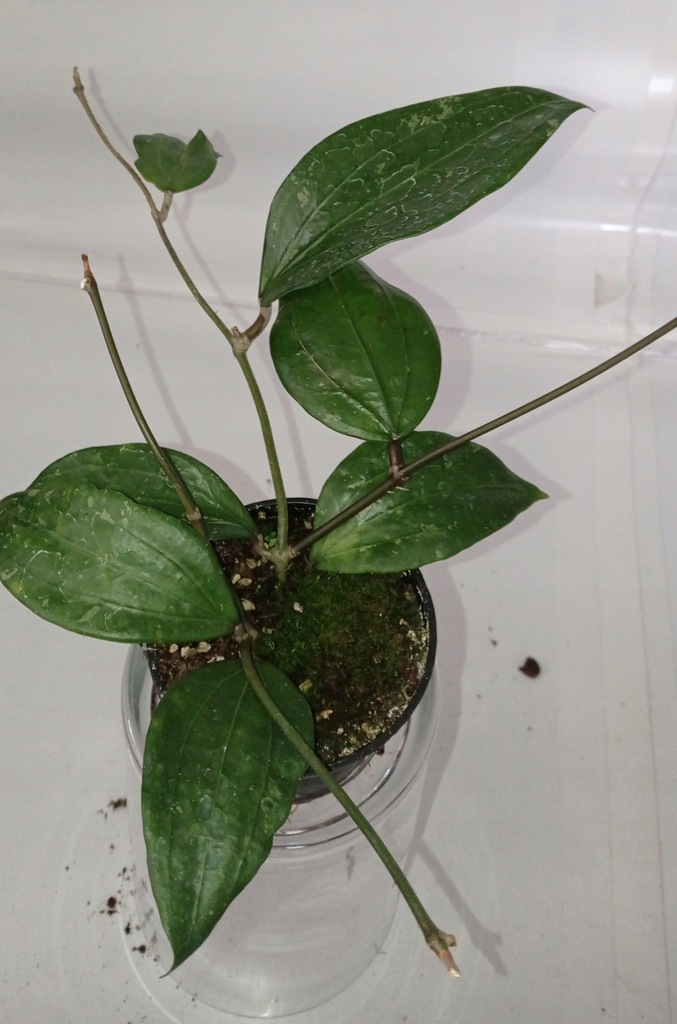 HOYA HOJA sp.UNKNOWN NRT1