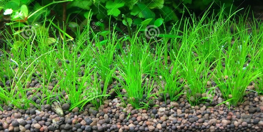 Wysoka trawa do akwarium( lilaeopsis new zealand)