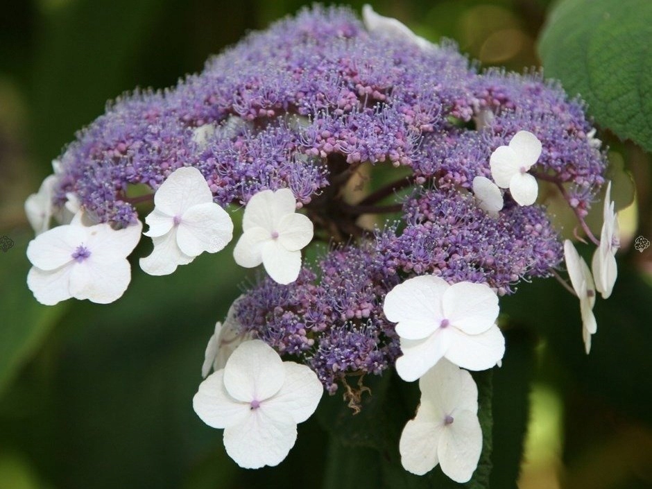 Hortensja kosmata hydrangea aspera Macrophylla
