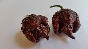 Nasiona carolina reaper chocolate i bhut jolokia w