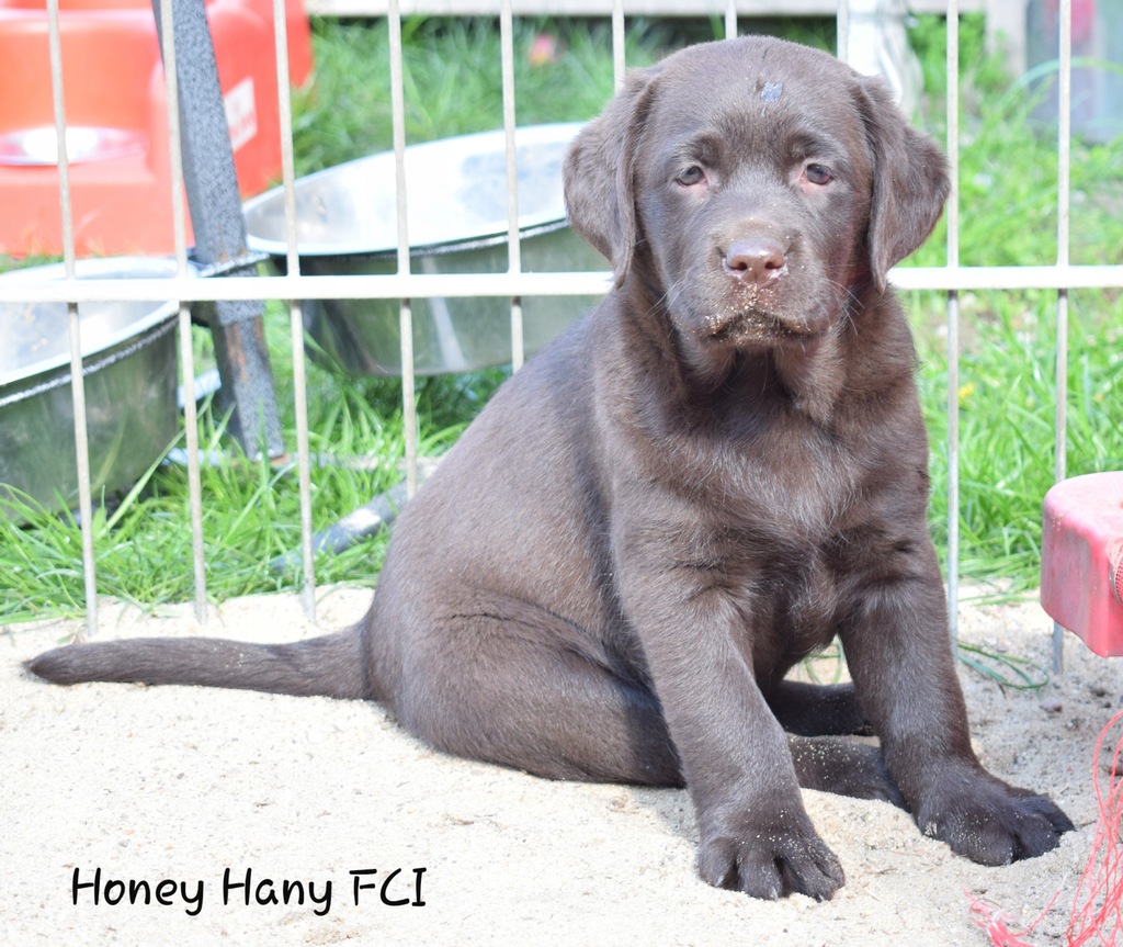Labrador retriever szczeniaki ZKwP FCI Honey Hany