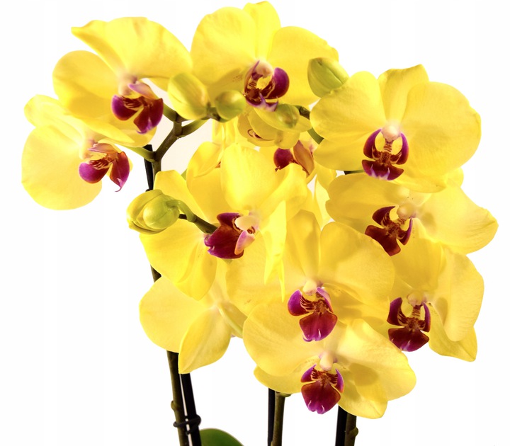 Storczyk Phalaenopsis Żółty 60cm HIT