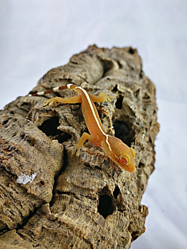 Gekon Paskowany gekko vittatus